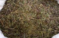 Очанка коротковолосистая, трава (Очанка коротковолоса, трава)