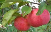 Саженцы яблони Десертное Петрова
