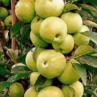 Саженцы яблони «МЕДОК»