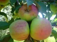 Саженцы яблони колонновидная Малюха
