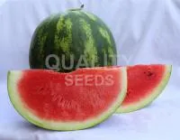 Арбуз Бомба F1 1000 с. Quality Seeds