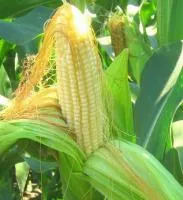 Гибриды семена кукурузы Фалькон (Сингента, Syngenta) ФАО190