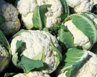 Капуста белокочанная, овощи из Узбекистана