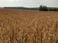 Семена яровой пшеницы Ирень
