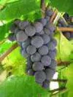 Саженец винограда плодового 2-летка "Изабелла"