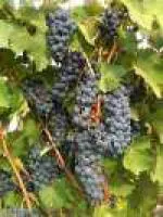Саженец винограда плодового 2-летка " Левокумский"