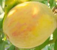 Саженцы персика "Солнечный"