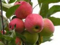 Саженцы яблони "Богемия"