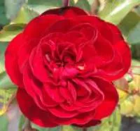 Саженцы роз Флорибунда "Кордула"