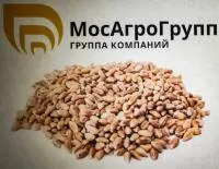 Яровая пшеница "Московская 35"