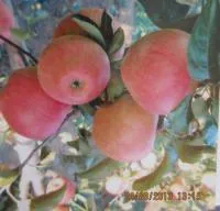 Саженцы яблони "Осеннее полосатое"