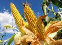 Семена кукурузы Лучистая ЭС