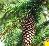 Саженцы кедра европейский (Pinus cembra)
