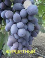 Саженцы винограда Фуршетный