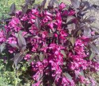 Саженцы Вейгелы краснолистной (Weigela florida purpurea)
