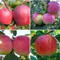 Саженцы элитных сортов яблони более 40 мировых сортов