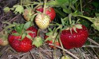 Земляника садовая "Лорд" вес ягоды до 90 гр