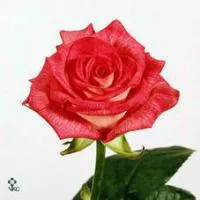 Саженцы розы флорибунда Super Disco de Meilland