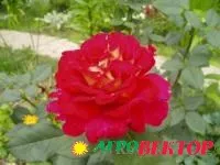 Саженцы розы чайно-гибридной Bolchoi