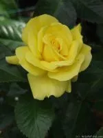 Саженцы розы флорибунда Friesia