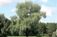 Ива белая или серебристая (Salix alba)