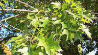 Дуб булавчатый (Quercus ellipsoidalis)