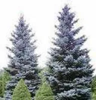 Eль колючая сизая (Picea pungens Glauca) или голубая ель