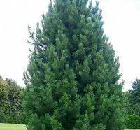 Кедр европейский или Сосна кедровая европейская (Pinus cembra)