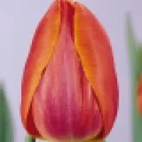Луковица тюльпана Приор (Prior)