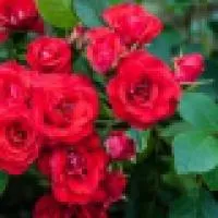Саженец розы Скарлет Мейдиланд (Scarlet Meidiland (Meikrotal))